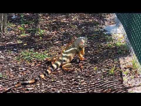 The Wildlife Of South Florida