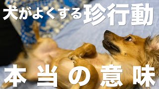 犬がよくする珍行動の本当の意味