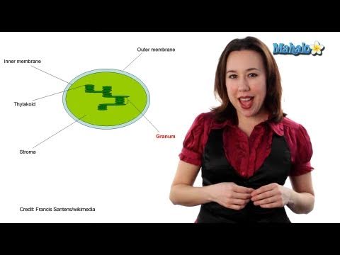 Learn Biology: Cells—Chloroplasts