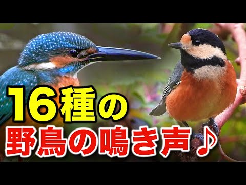 野鳥のさえずりと魅力的な生態をじっくり解説！