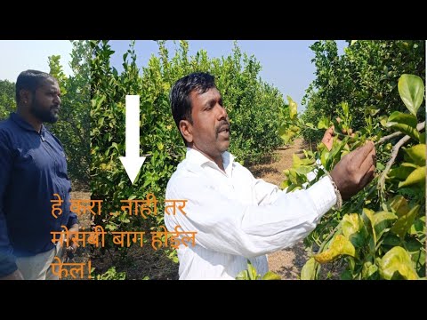 मोसंबी बागे वरती #आगरी# तागर निघते का मग ही फोवरणी नक्की घ्या#farming #agriculture