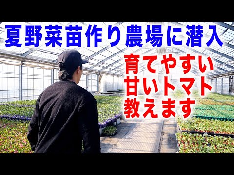 夏野菜おすすめ品種紹介【トマト】　苗作り現場に行ってきた前編