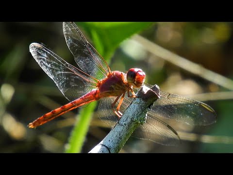 Where in the World do Dragonflies Live? with Entomologist Jessica Ware