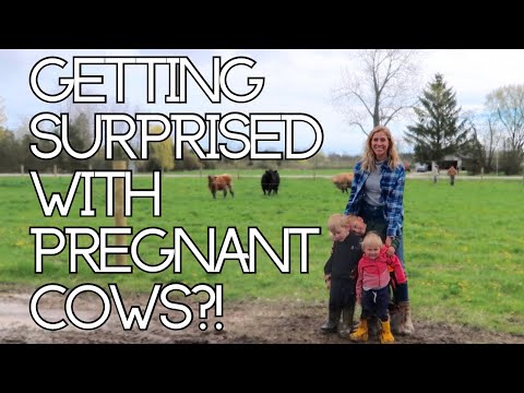 Our Reaction To Getting Pregnant Cows!