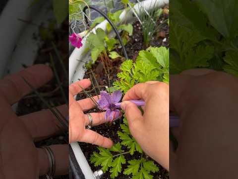 Harvesting Saffron #backyardgarden #fallgarden #gardenerslife #fallgardening #planting #saffron