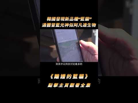 韓國發現新品種“藍貓”，通體冒藍光神似阿凡達生物，真相卻讓人意想不到#shorts