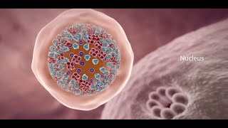 COVID-19 Animation: What Happens If You Get Coronavirus?