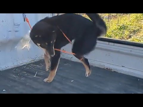 とにかく絡まる柴犬と爆笑飼い主