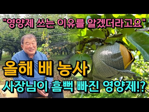 배 농사 영양제 일체 안 썼는데 마음이 바뀌었어요[여주 배 1부]