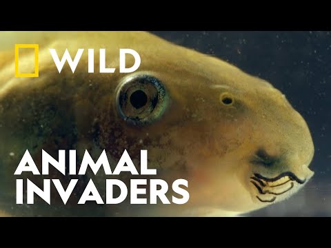 How Parasites Cause Shocking Limb Defects on Frogs | Zombie Animals | National Geographic UK