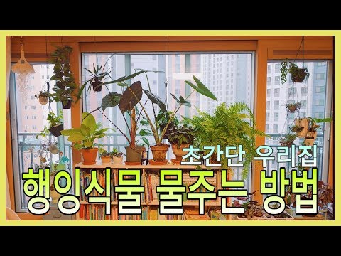 초간단 행잉식물 물주는 방법ㅣHow to Water a Hanging plant