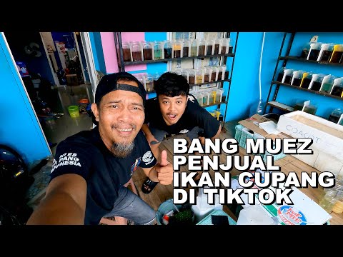 PENJUAL IKAN CUPANG DI TIKTOK BANG MUEZ BEKASI