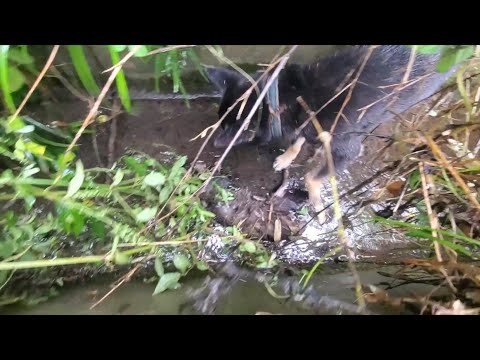 狩りに目覚めた柴犬