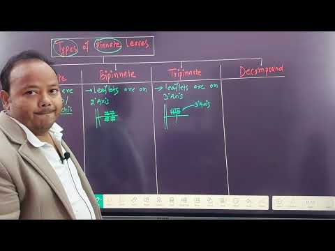 Types of pinnate leaves|Morphology in Flowering plants |NEET