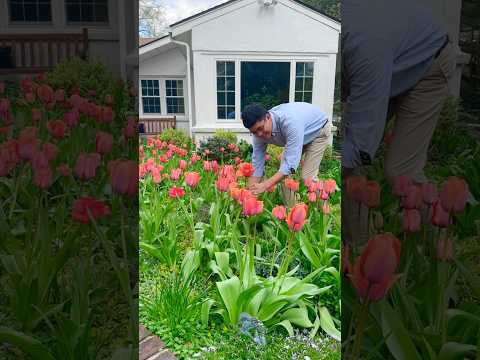 Easy to Grow Tulips from Bulbs to Bouquet