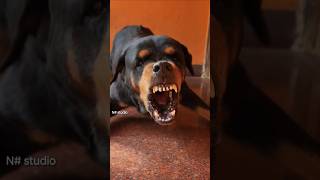 Angry dog barking sound loud #rottweiler #angrypuppy #cuteanimal #pets #angrypets #funnypuppy