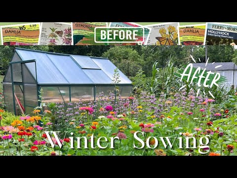 Winter Sowing REVEAL! 🌱🌸 || AMAZING RESULTS From Seedlings To Mature Flowers