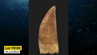 Theropod Dinosaur Tooth