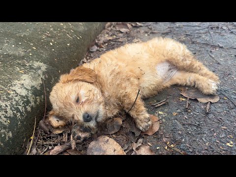 A Poor Abandoned Puppy, Lost and Alone in the World – Longing for Just a Glimpse of Love!