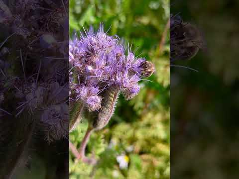 Bee buzzing around German Flower field #Germany #Flowers #Bee