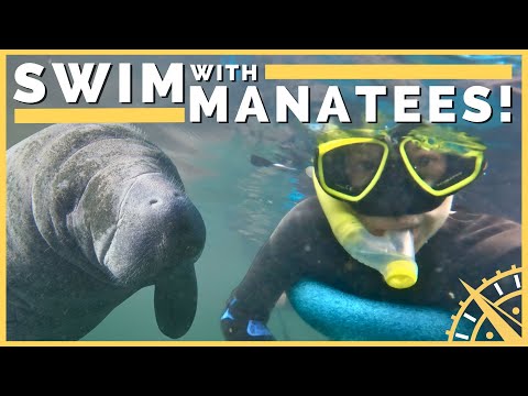 🤿🦀 Manatee Capital of the World: Crystal River, Florida! | Newstate Nomads