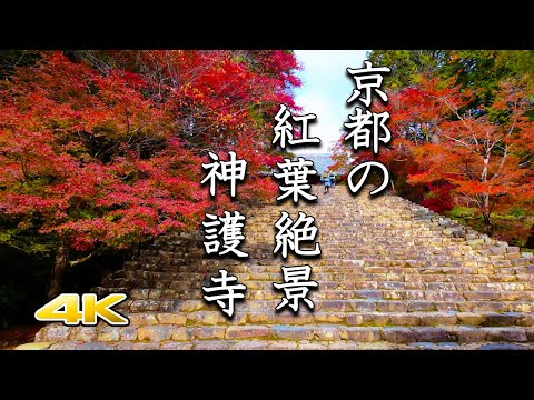 【4K 京都 神護寺の紅葉絶景🍁】2023年の紅葉を紹介します