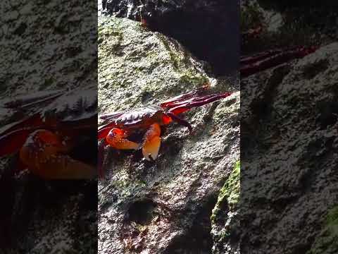 Sally lightfoot crab eating alage#shorts#viral#crab #nature