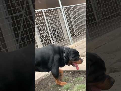 Huge Rottweiler walking around #rottweiler #dog #shorts