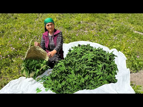 We Gathered Fresh Nettles and Cooked Them! Lovely Day of Life in the Mountains of Azerbaijan