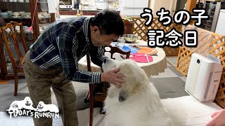 【うちの子記念日】家族になってあっという間に10年経ったアランです　Great Pyrenees　グレートピレニーズ