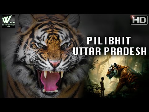 मौत के साये में जी रहे हैं उत्तर प्रदेश के पीलीभीत के लोग | Pilibhit Uttar Pradesh | Documentary