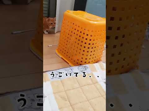 【猫のかくれんぼ】弟にまさかの悲劇wｗ #shorts ＃猫　 #わるねこ