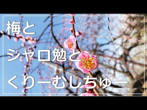 【シャロ勉】あまりの陽気に誘われ、受験生代表として梅まつりからの、焦ってシャロ勉