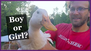 Quickly Identify Pekin Duck Gender - Super Easy!