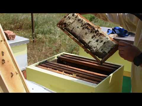 Beekeeping/Pčelarstvo: Honey super inspection/Controllo dei melari/Kontrola medišta 13.06.2023