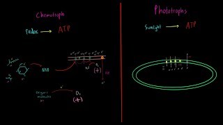 Chemotrophs vs Phototrophs EVERYTHING YOU NEED TO KNOW Biology Metabolism MCAT