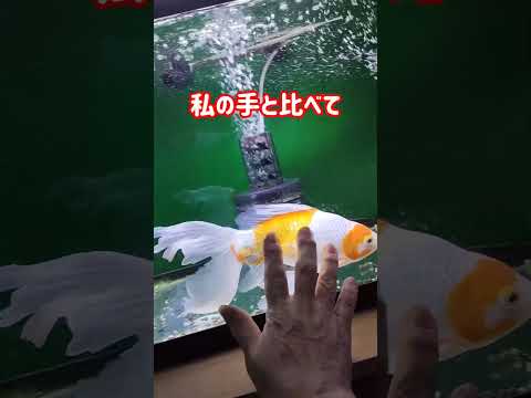 [金魚]　ホームセンターで購入した金魚　3年経ちましたよ👍良く育ちました🤣#goidfish