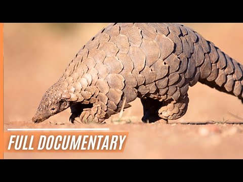 Who Wears What And Why - The impressive dress code of animals | Full Documentary