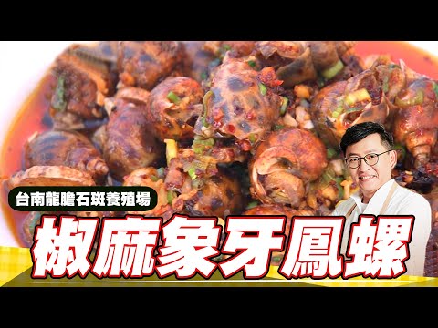 《料理廚神》椒麻象牙鳳螺 台南龍膽石斑養殖場第一海味