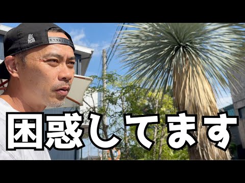 この植物育ちすぎじゃない？　＃ユッカロストラータ