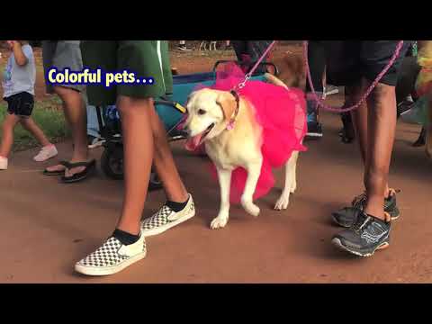 Pet Walk [Hawaii Web TV]