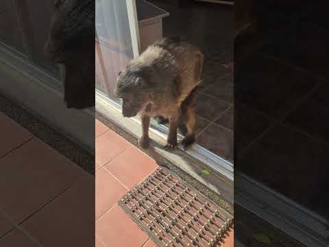 Blind baboon blooper💥🐒 #monkey #funnyanimals #animalshorts #funny shorts