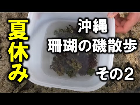 沖縄のサンゴ磯遊び。アクアリウムを自然から学ぼう。