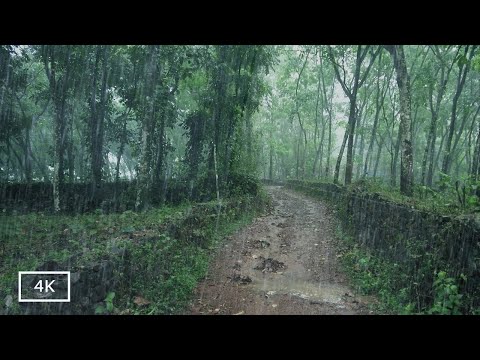 Immerse in the Nature's  Symphony ; Rainstorm Sounds for  Focus or Deep Sleep | Nature White Noise