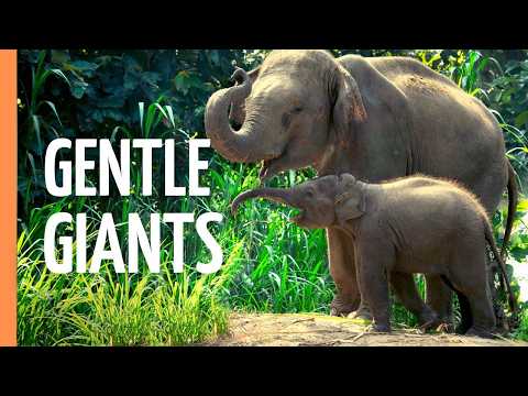 Giants of the Earth: The Majestic World of Elephants