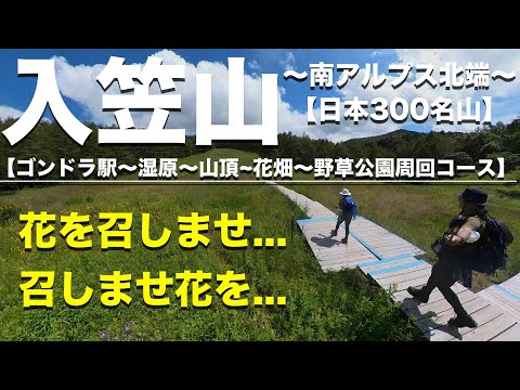 【入笠山】50代夫婦が花に大興奮！夏の南アルプス北端の入笠山へ！（日本三百名山）