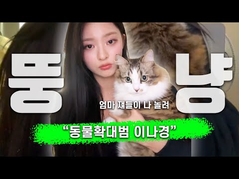 귀여운 뚱냥이 고양이~🐈 귀여운 점박이 고양이~🐈