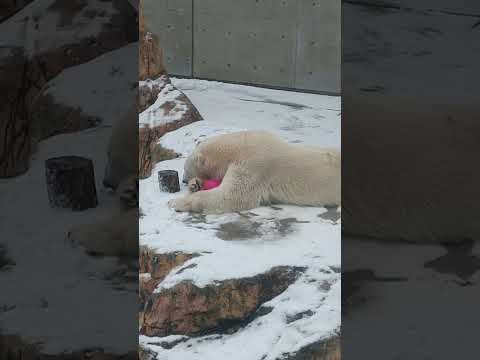 雪をペロペロするモモ 味つきですか？ #ホッキョクグマ #男鹿水族館GAO #男鹿水族館 #浜松市動物園 #モモ