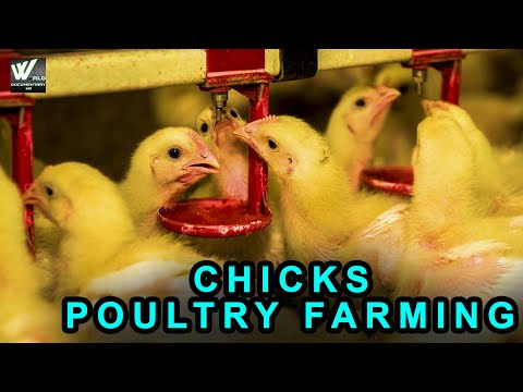 चूजों की मुर्गीपालन तकनीक - Amazing Modern Chicks Poultry Farming Technology! - World Documentary HD