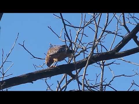 Hawk at Breakfast